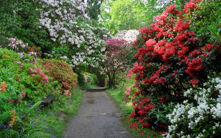 HD PC desktop wallpaper of nature: a shaded garden path lined with red, pink and white azaleas beneath a lush green leafy canopy.