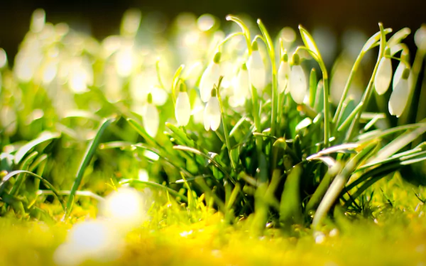 nature snowdrop HD Desktop Wallpaper | Background Image