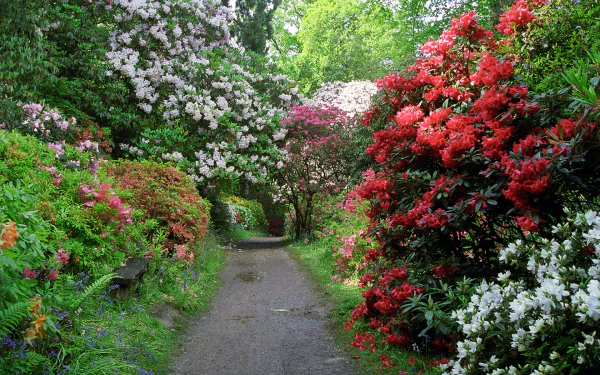 nature azalea HD Desktop Wallpaper | Background Image