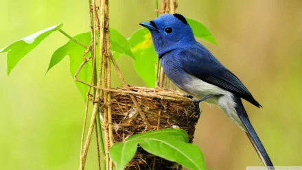 A vibrant Black-Naped Monarch perched near its nest, surrounded by lush green foliage, enhances this HD desktop wallpaper, showcasing the beauty of wildlife.