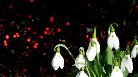 nature snowdrop HD Desktop Wallpaper | Background Image