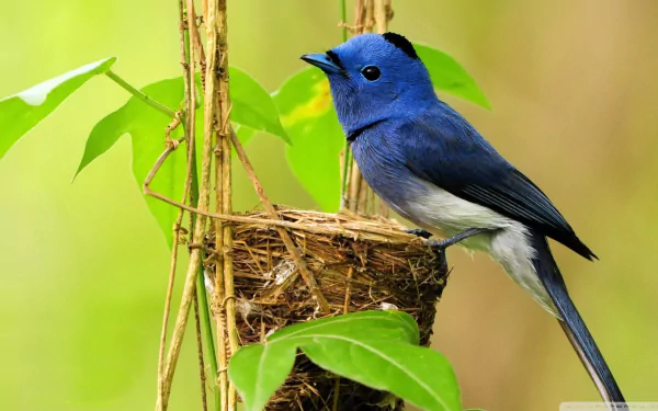 A vibrant Black-Naped Monarch perched near its nest, surrounded by lush green foliage, enhances this HD desktop wallpaper, showcasing the beauty of wildlife.