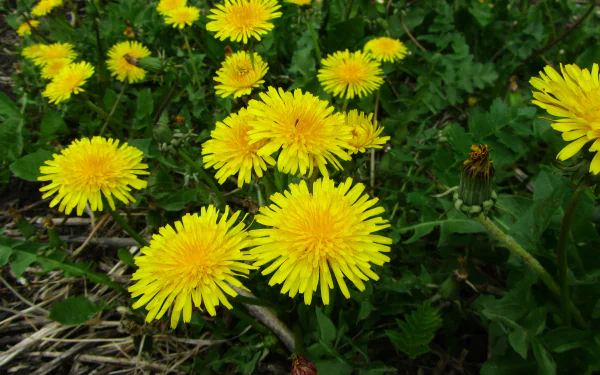 flower weed nature dandelion HD Desktop Wallpaper | Background Image