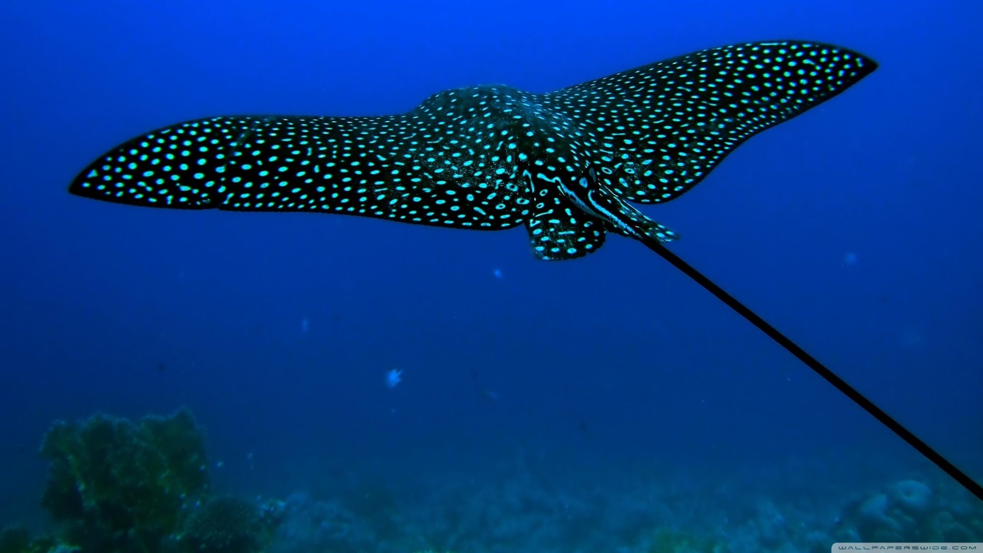 HD desktop wallpaper featuring a vibrant stingray with glowing blue spots gliding through deep blue ocean waters.