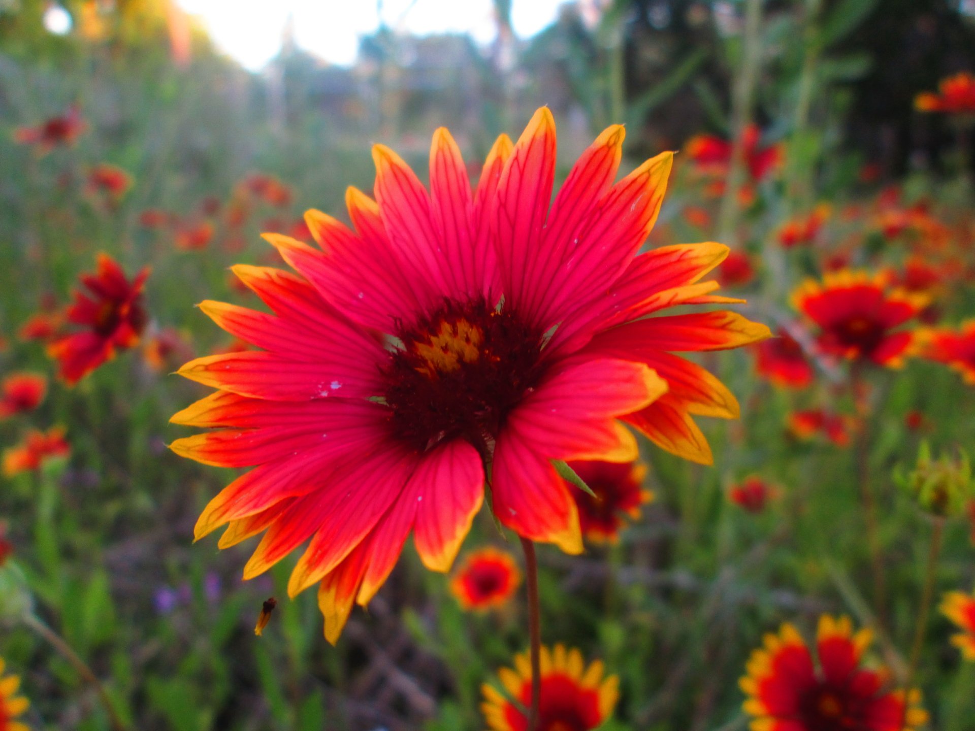 Blanket Flower by Zachary