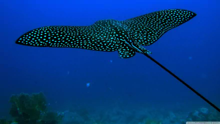 Animal stingray HD Desktop Wallpaper | Background Image