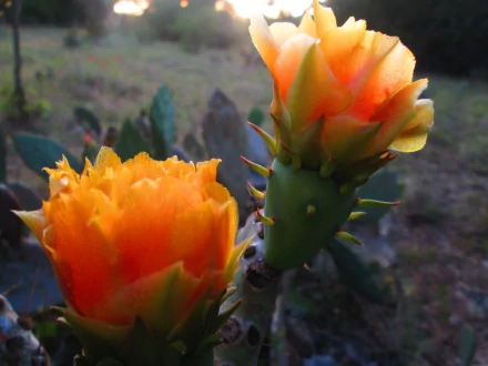 Close-up of vibrant orange cactus blossoms in nature, captured in 4K Ultra HD for a stunning PC desktop wallpaper background.