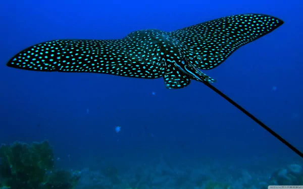 Animal stingray HD Desktop Wallpaper | Background Image