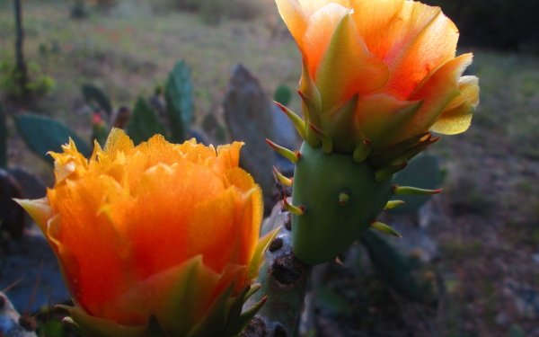 Earth Flower Flowers Orange Flower Cactus Blossom HD Wallpaper | Background Image