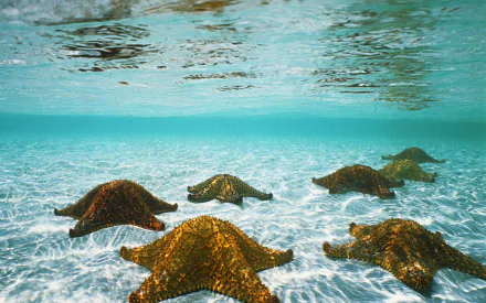 Animal starfish HD Desktop Wallpaper | Background Image