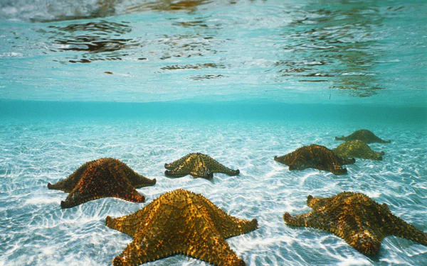 HD PC desktop wallpaper featuring a group of starfish resting on the ocean floor beneath clear turquoise water.