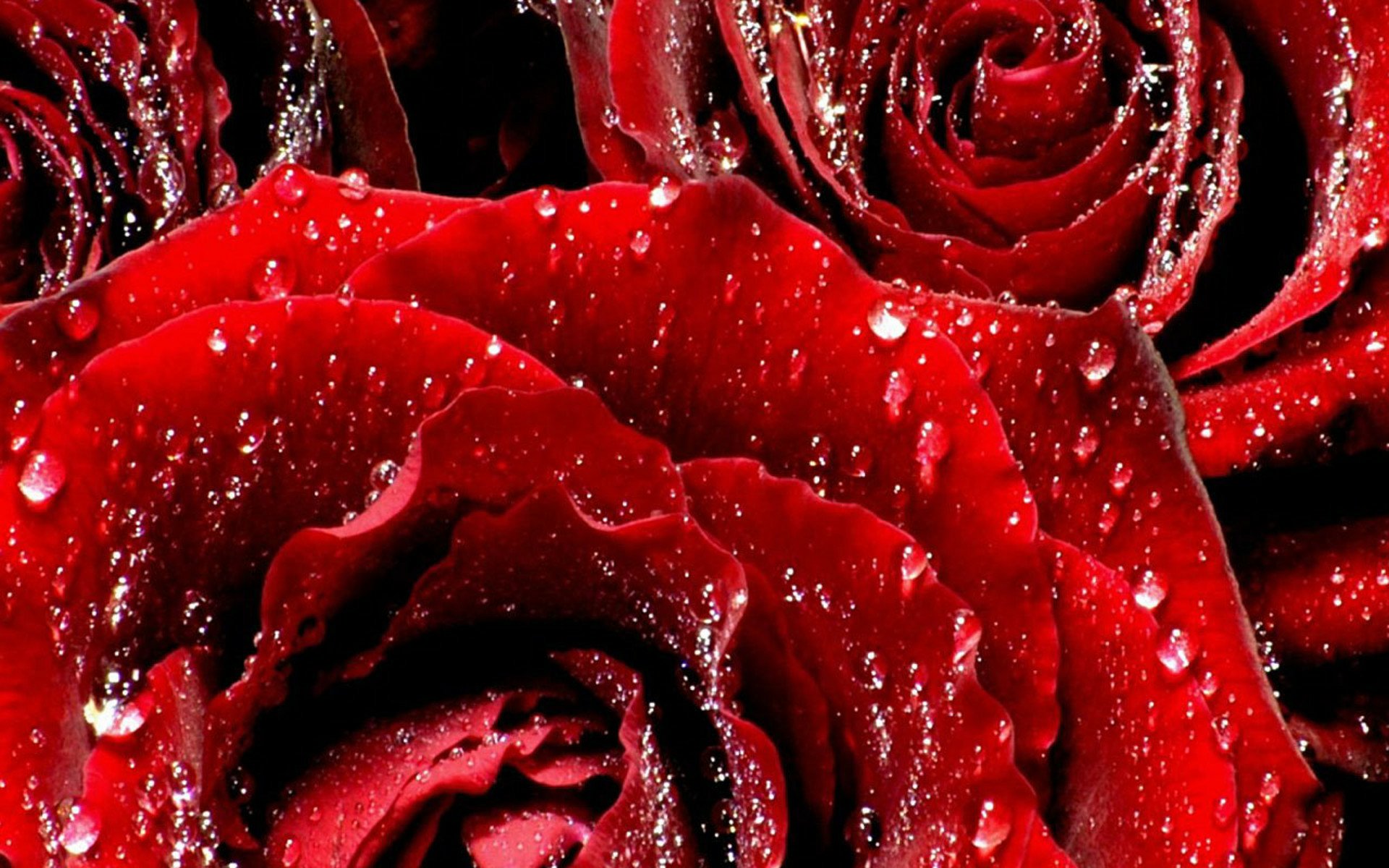 Download Flower Nature Rose HD Wallpaper