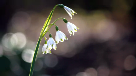 nature snowdrop HD Desktop Wallpaper | Background Image
