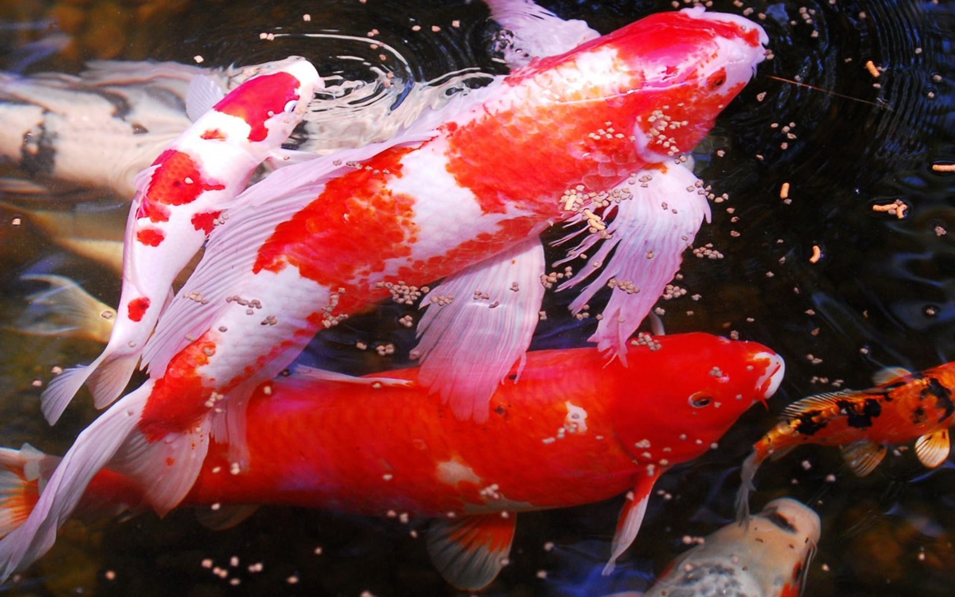 Download Fish Animal Koi HD Wallpaper