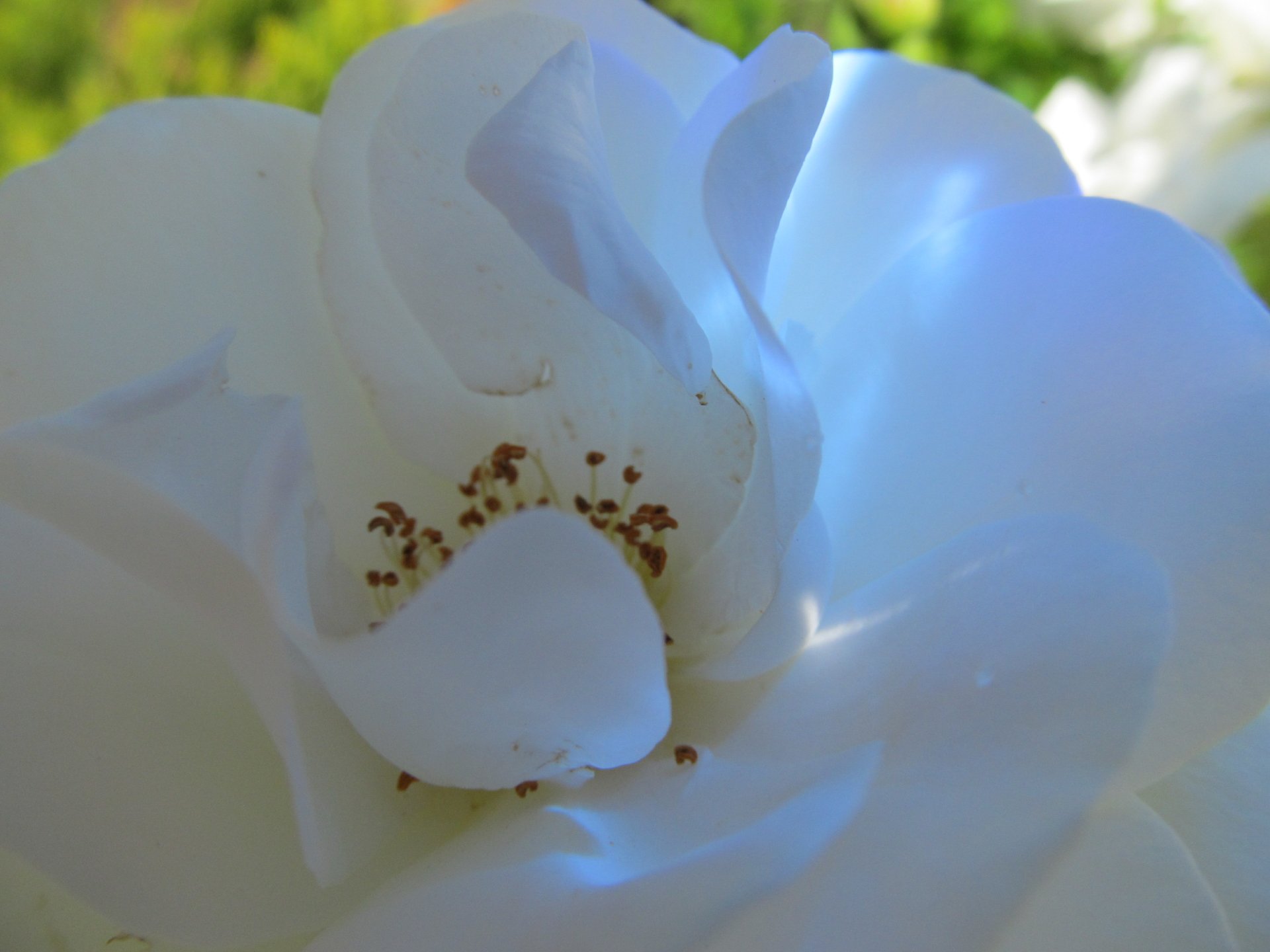 Close-up of a white flower bloom with delicate petals and dark stamens, high-resolution 4K Ultra HD nature image for PC desktop wallpaper background.