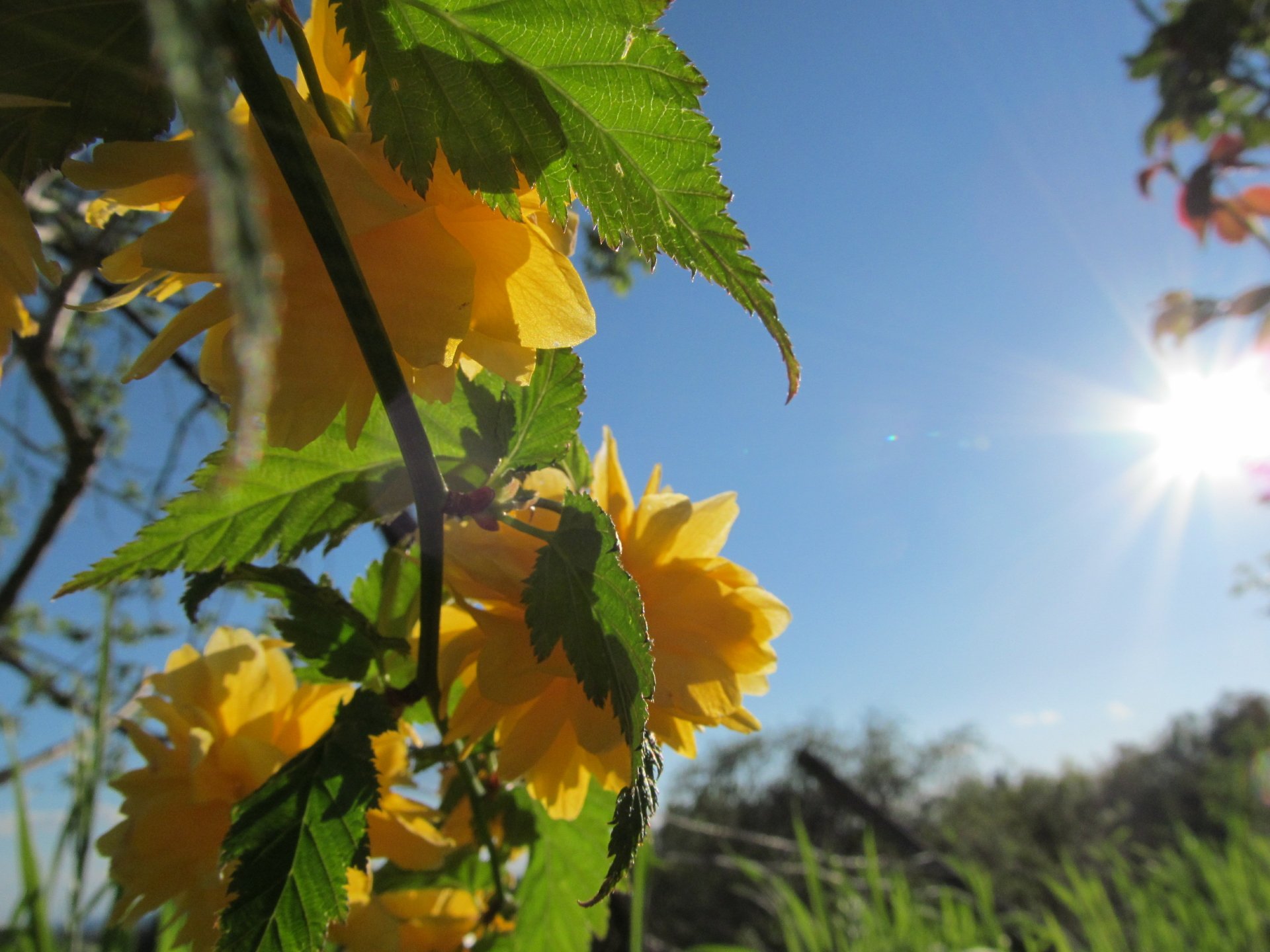 flower by AlphaSystem