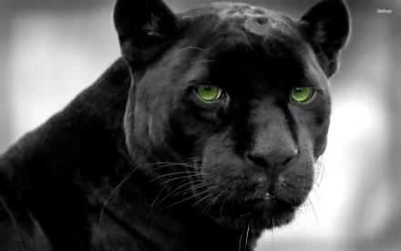 A close-up HD wallpaper of a black panther with striking green eyes, creating a captivating and intense desktop background.