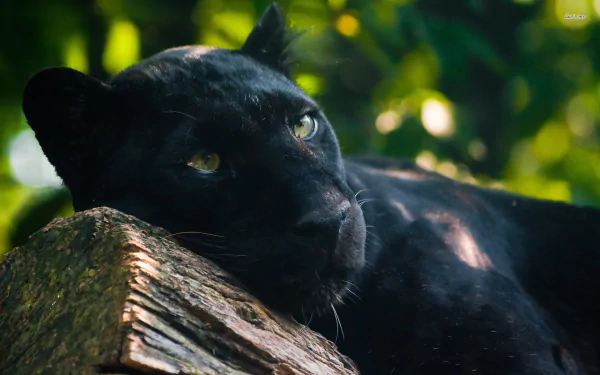 A striking black panther rests on a tree trunk, surrounded by lush greenery, capturing the beauty and elegance of this magnificent animal in stunning HD quality.