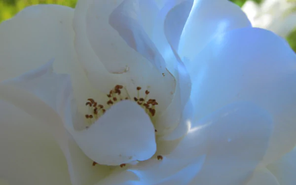 Close-up of a white flower bloom with delicate petals and dark stamens, high-resolution 4K Ultra HD nature image for PC desktop wallpaper background.