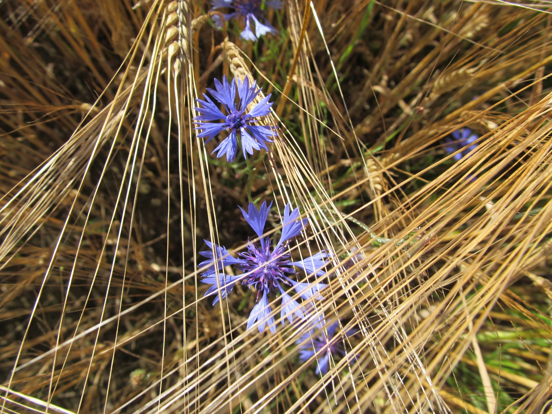 flower by AlphaSystem