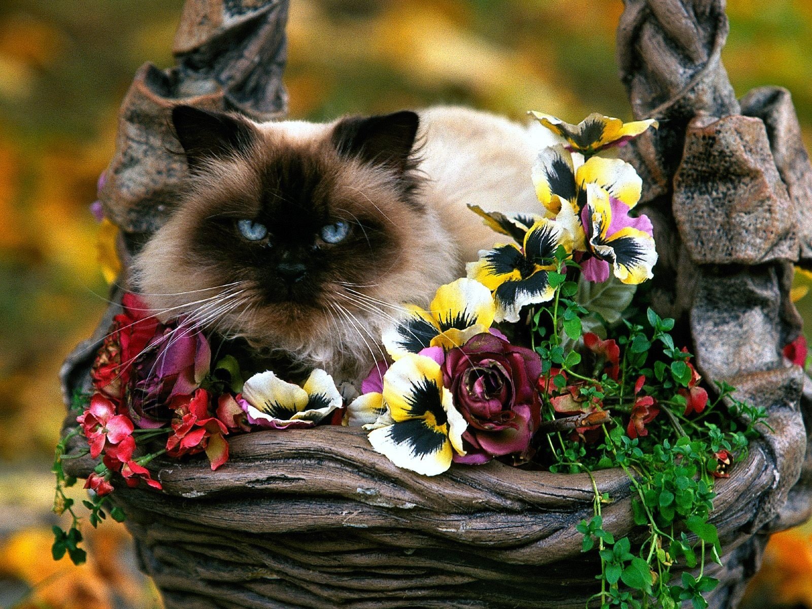 HD desktop wallpaper featuring a Siamese cat resting among vibrant flowers in a natural, artistic arrangement.