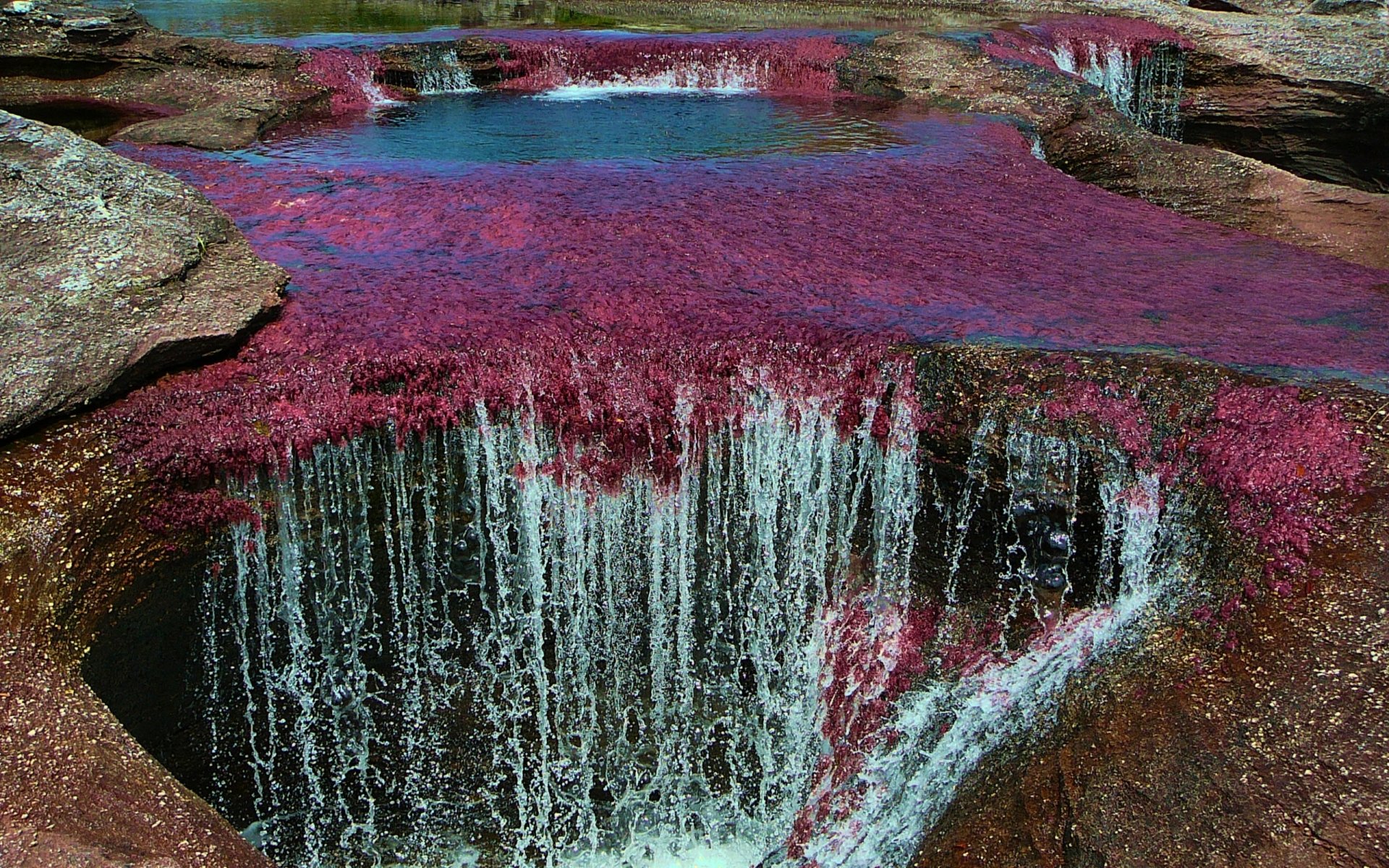 HD desktop wallpaper showcasing the vibrant red and blue waters of Caño Cristales river surrounded by rocky formations, highlighting nature's vivid beauty.