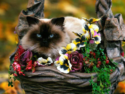 HD desktop wallpaper featuring a Siamese cat resting among vibrant flowers in a natural, artistic arrangement.