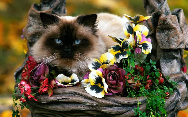 HD desktop wallpaper featuring a Siamese cat resting among vibrant flowers in a natural, artistic arrangement.