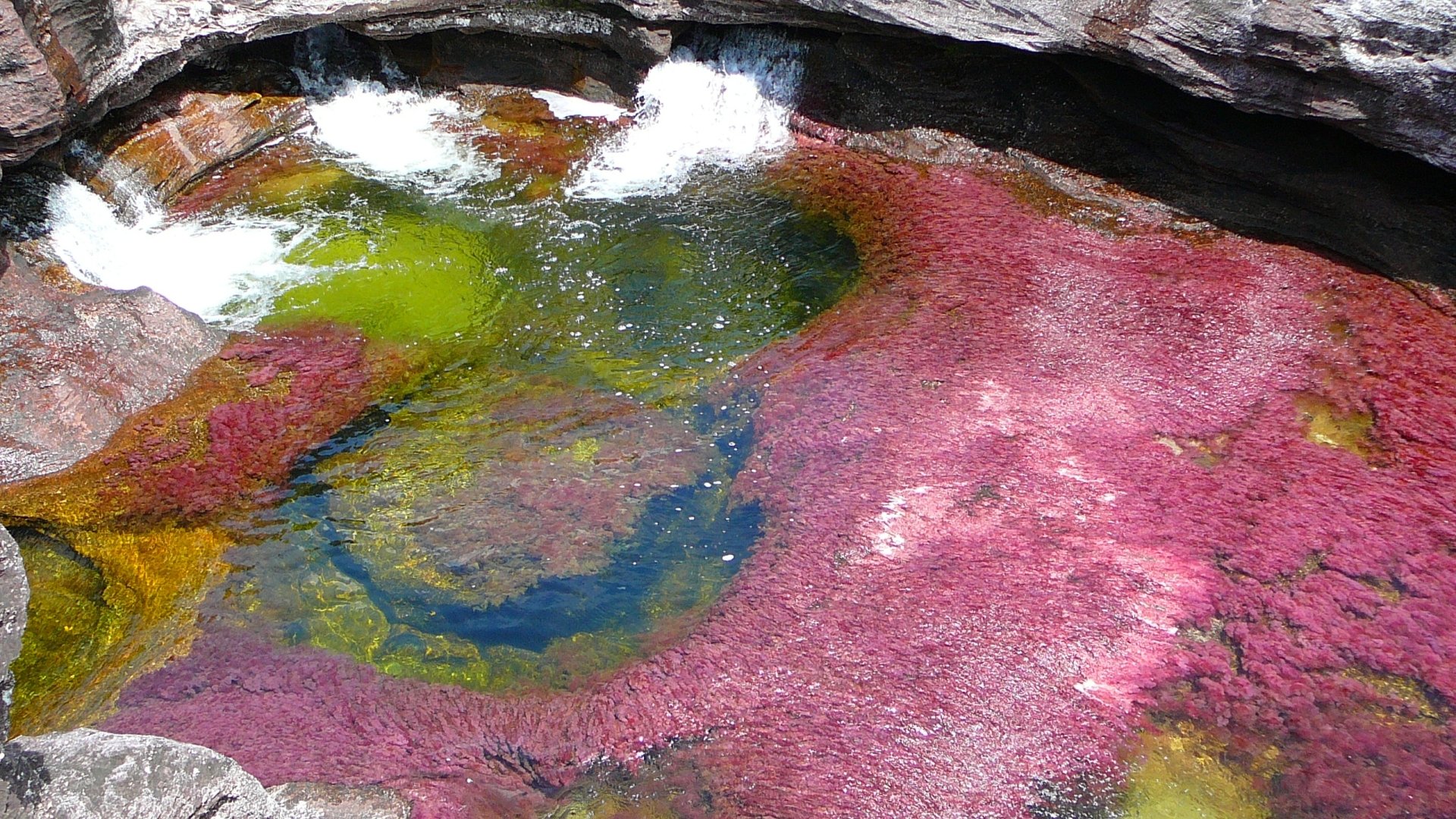 Caño Cristales' vivid pink, green and yellow river plants and rocky pools, rendered as a 2K Quad HD PC desktop wallpaper/background.
