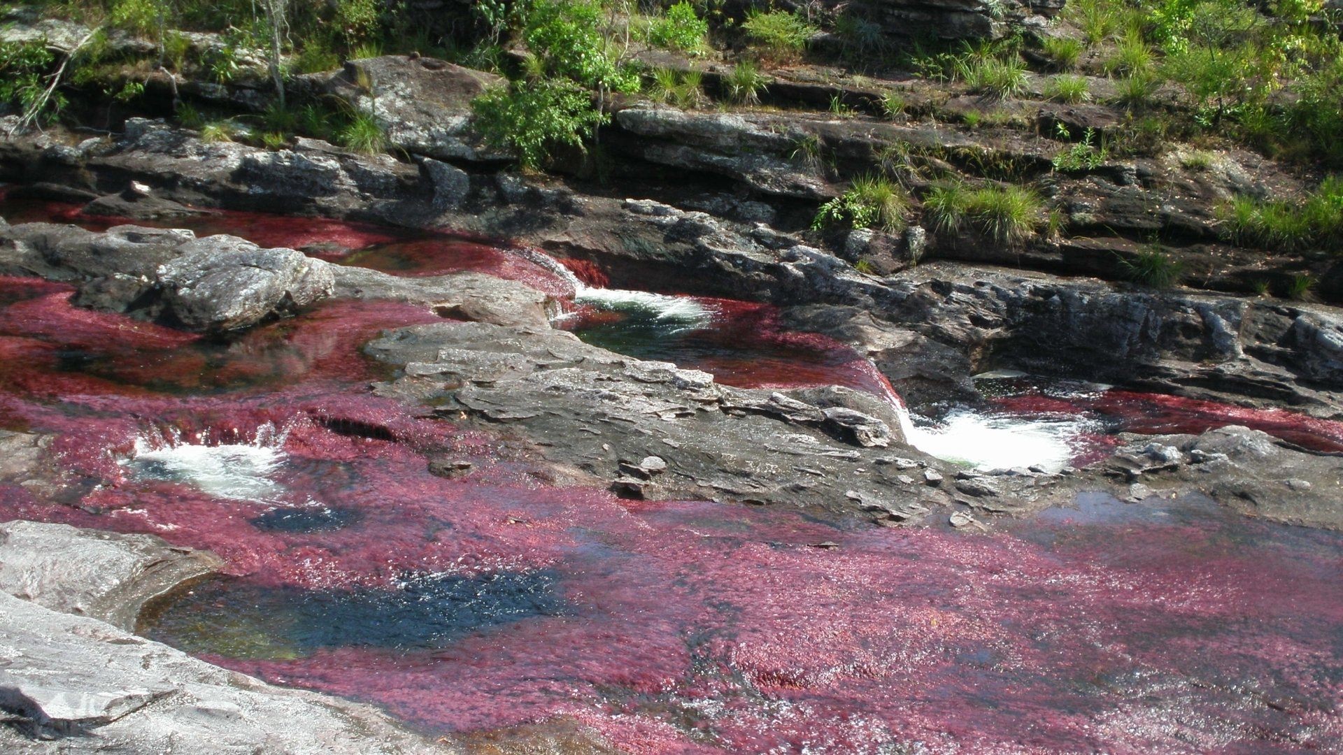 Download Nature Caño Cristales HD Wallpaper