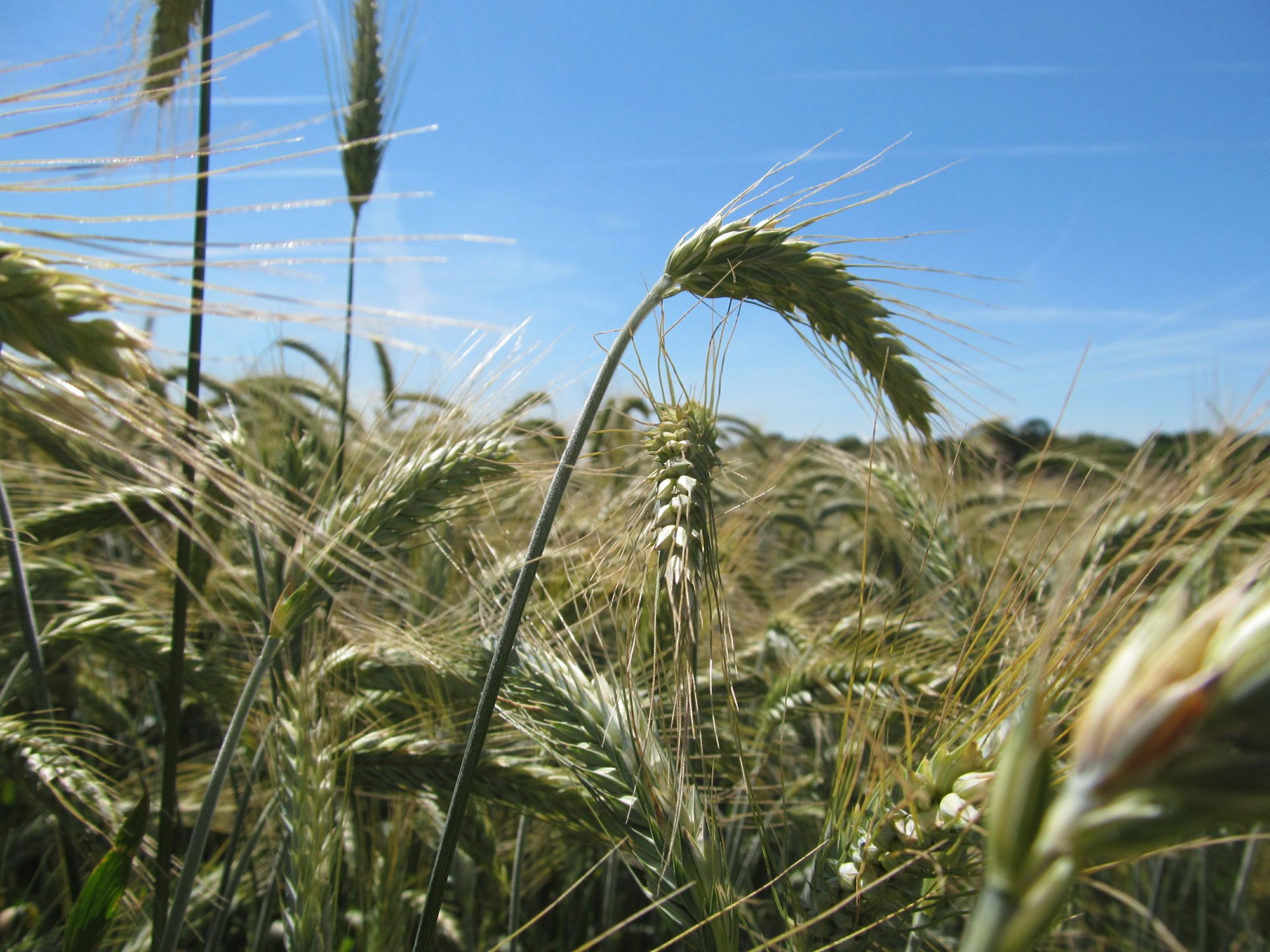 landscape by AlphaSystem