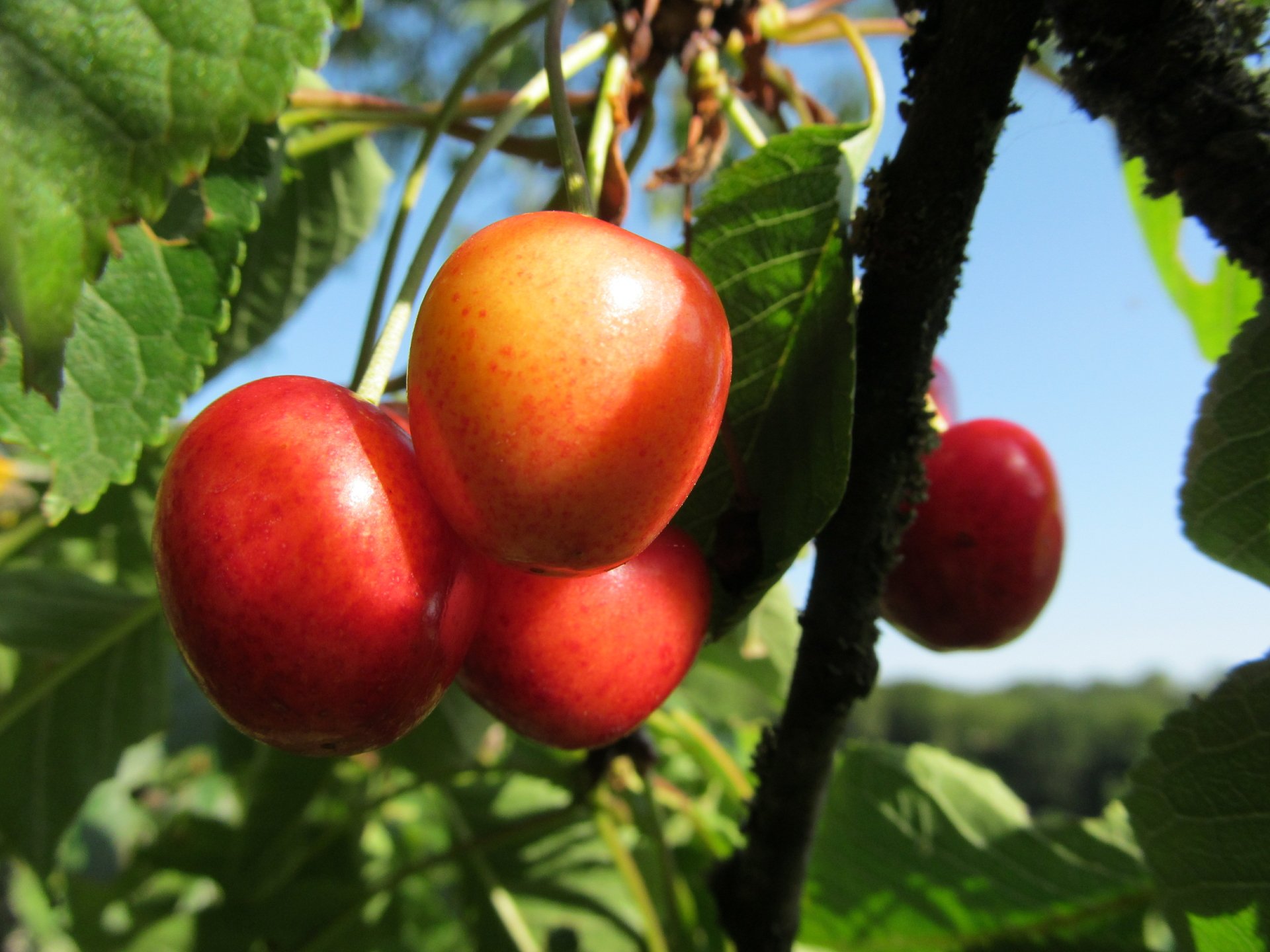 Close-up of ripe cherries on a leafy branch against a blue sky, vivid 4K Ultra HD PC desktop wallpaper and background.