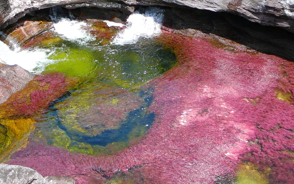 Caño Cristales' vivid pink, green and yellow river plants and rocky pools, rendered as a 2K Quad HD PC desktop wallpaper/background.