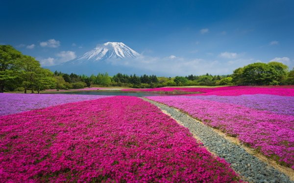 Nature Mount Fuji Volcanoes Flower Field Landscape Spring HD Wallpaper | Background Image