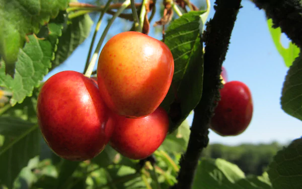 Close-up of ripe cherries on a leafy branch against a blue sky, vivid 4K Ultra HD PC desktop wallpaper and background.