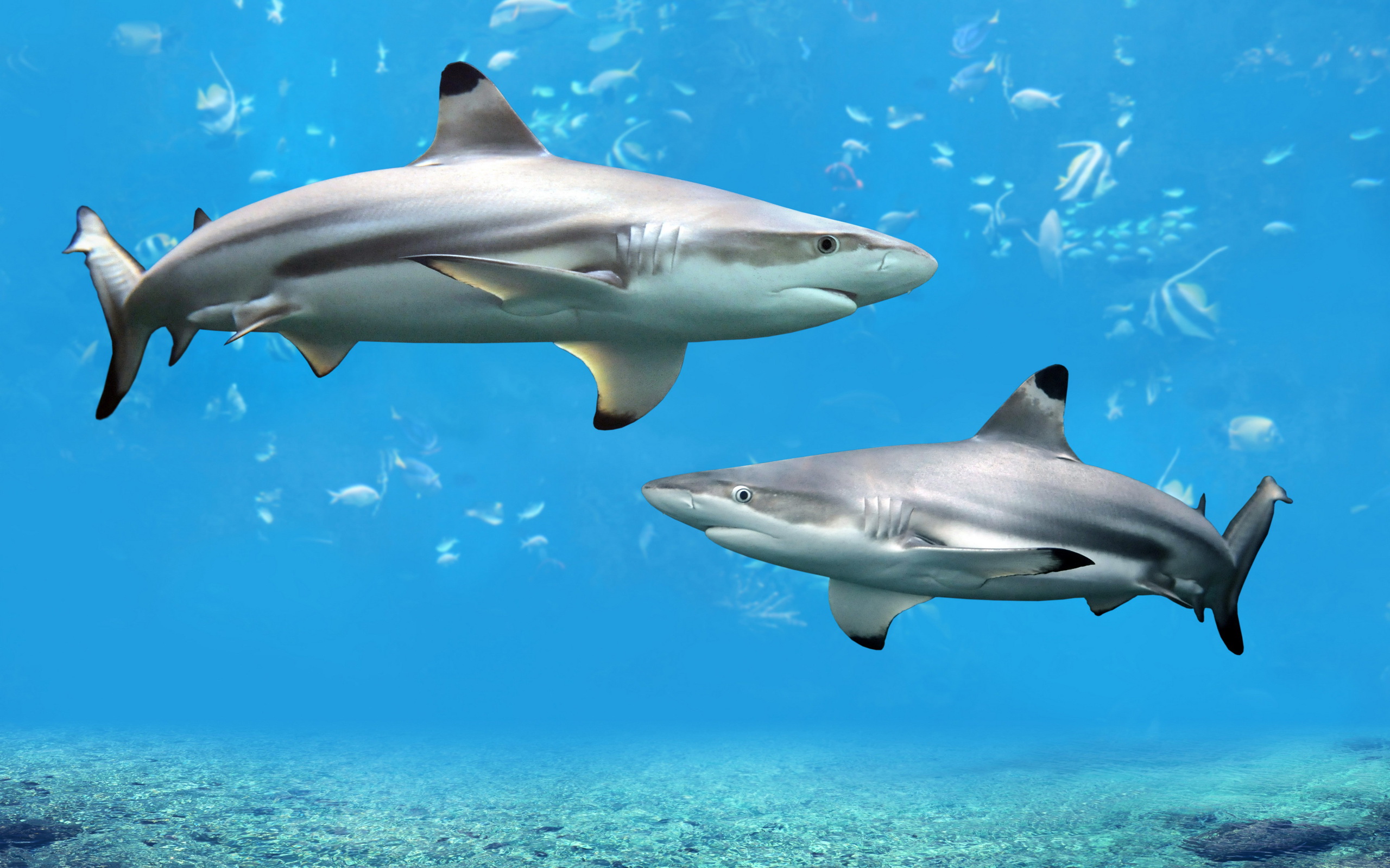 Blacktip Reef Shark  HD Wallpaper  Background Image 