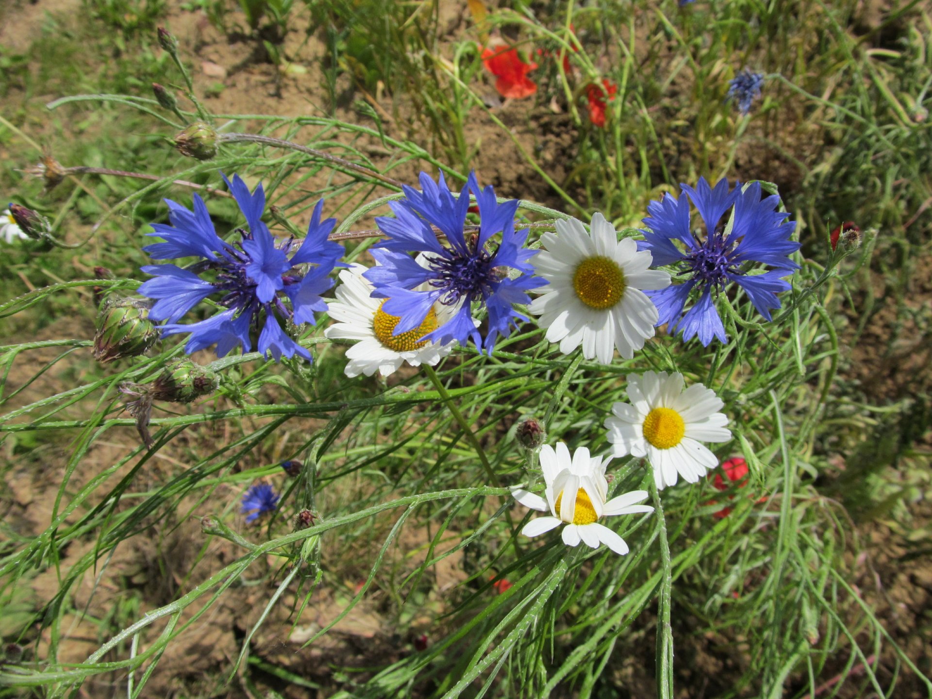 plavica by AlphaSystem