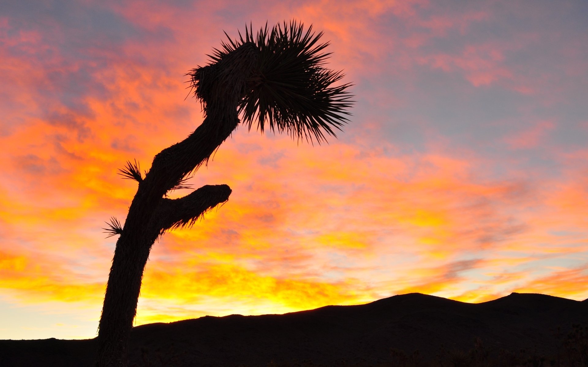 Joshua Tree National Park HD Wallpaper | Background Image | 1920x1200