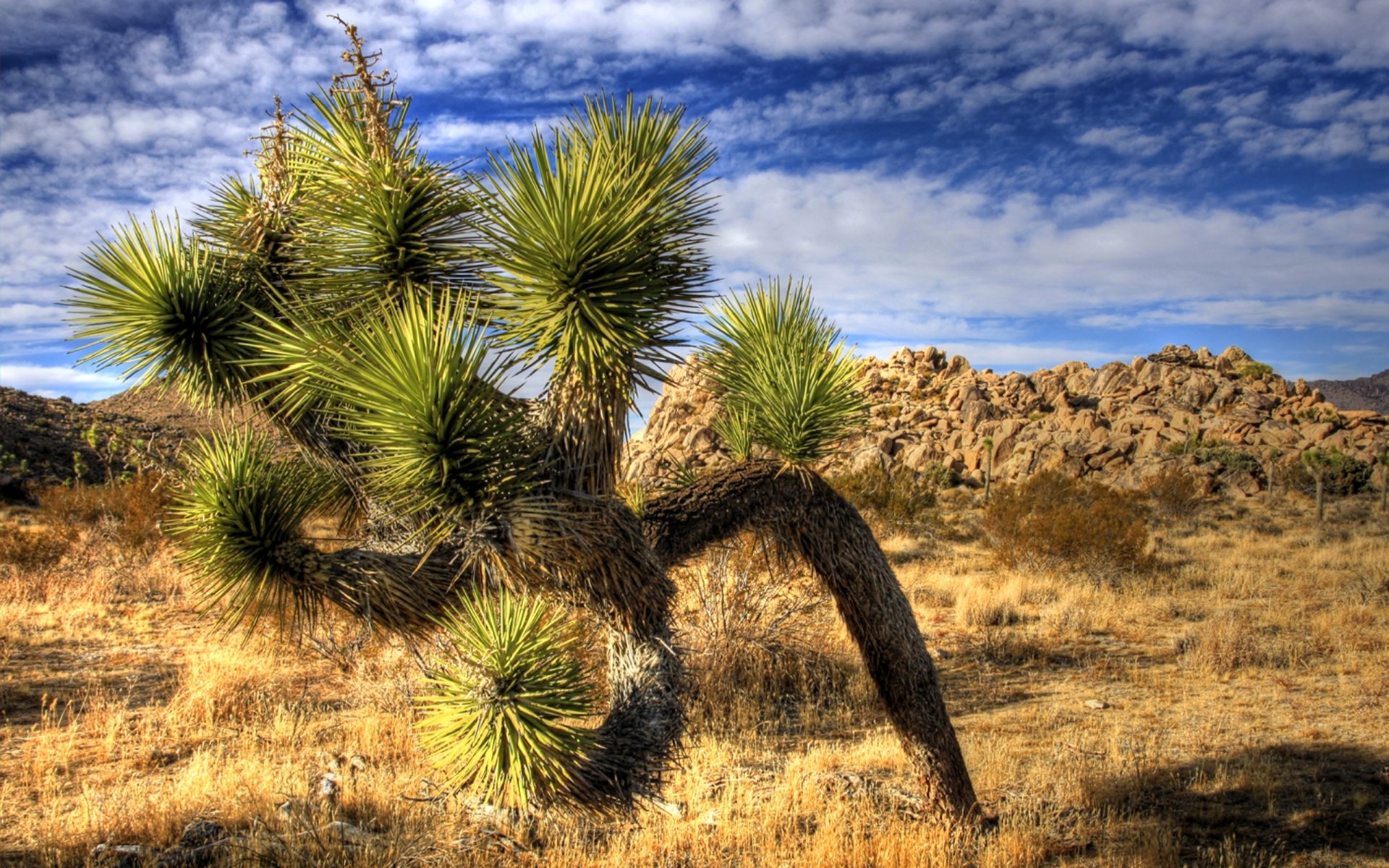 Download Nature Joshua Tree National Park HD Wallpaper