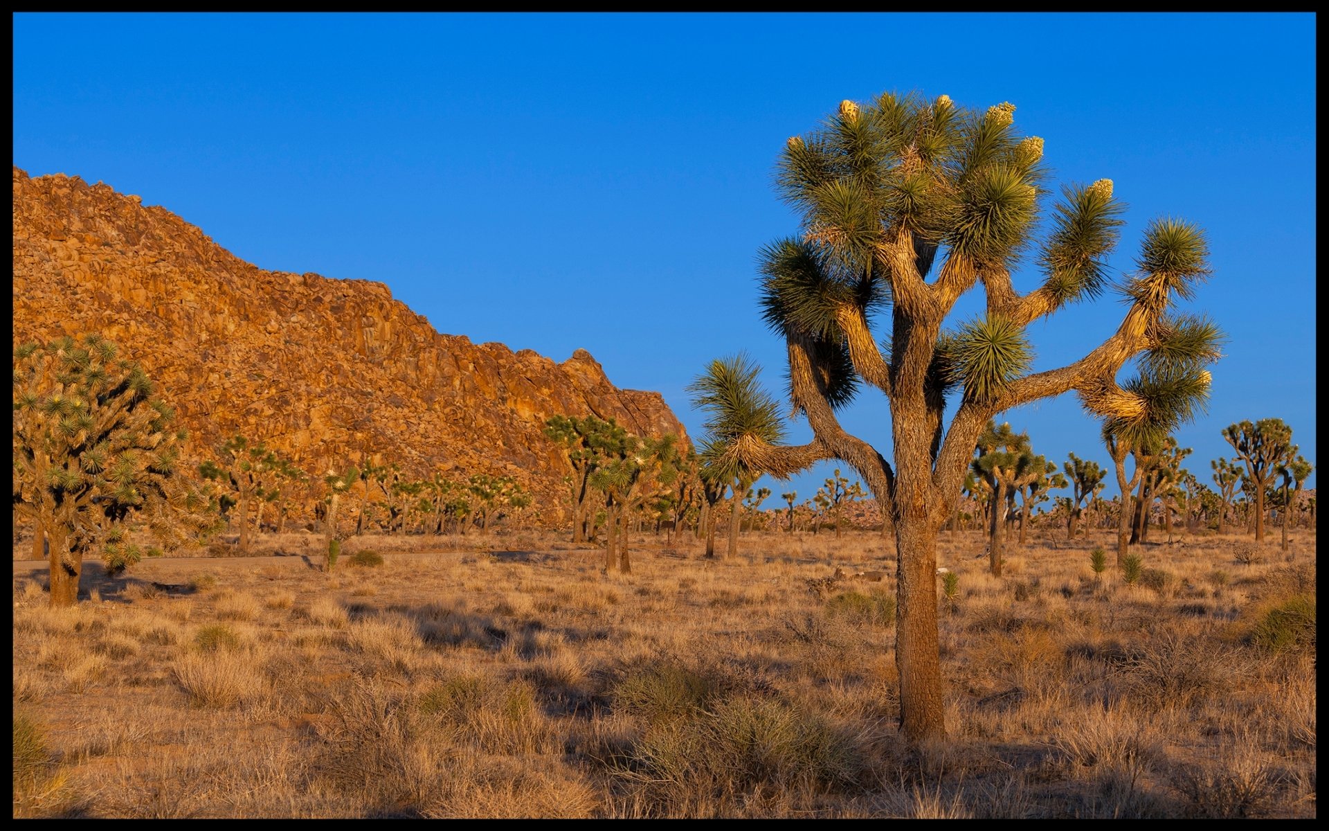 Download Nature Joshua Tree National Park HD Wallpaper