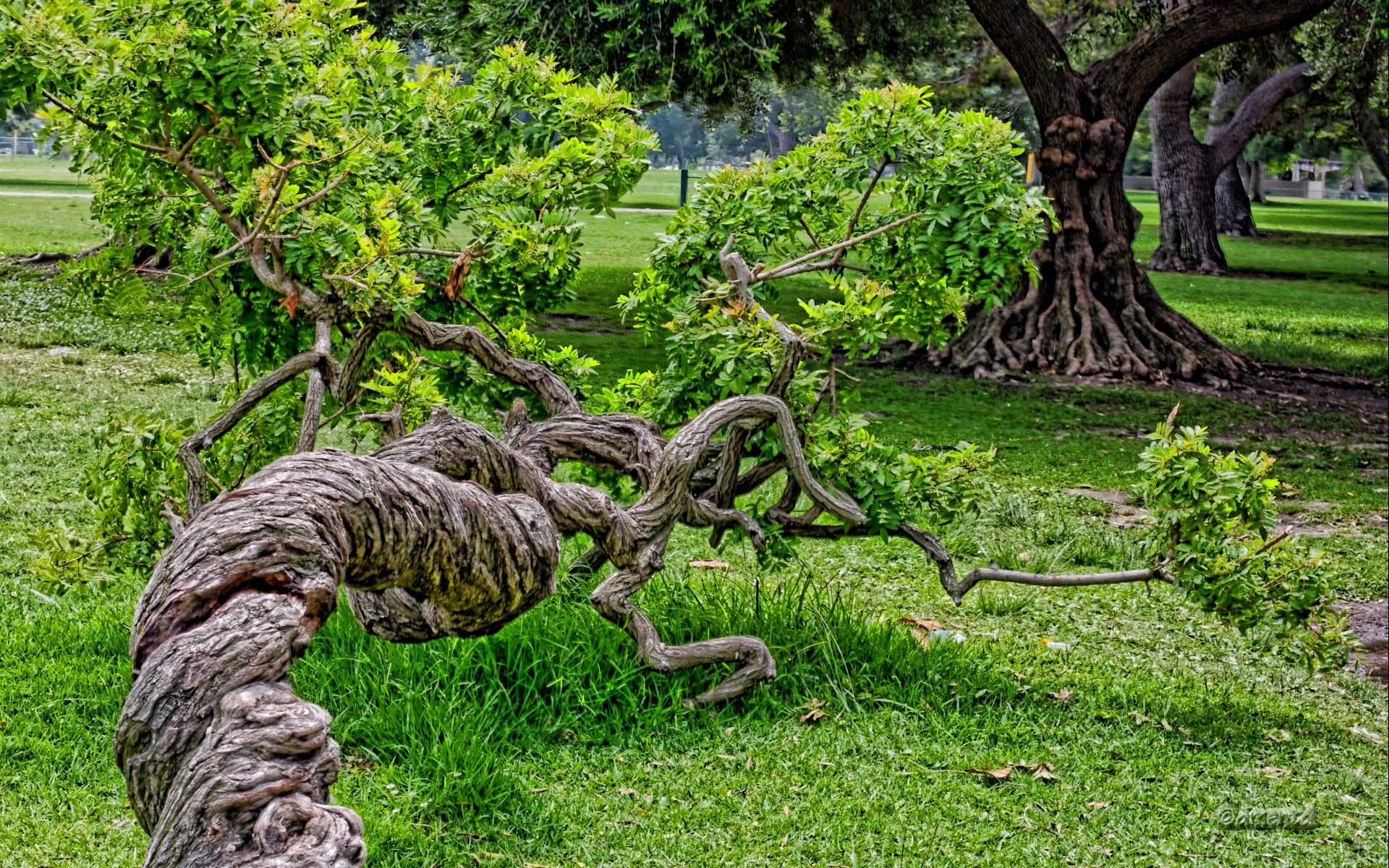 Twisted Tree Computer Wallpapers, Desktop Backgrounds | 1920x1200 | ID