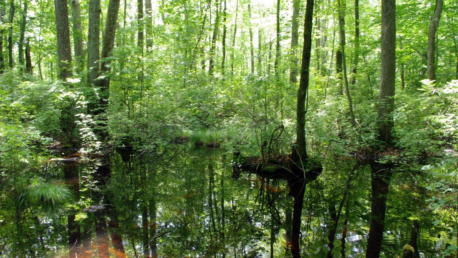 Swamp Full HD Wallpaper and Background Image | 1920x1080 | ID:515881