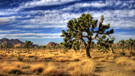 nature Joshua Tree National Park HD Desktop Wallpaper | Background Image