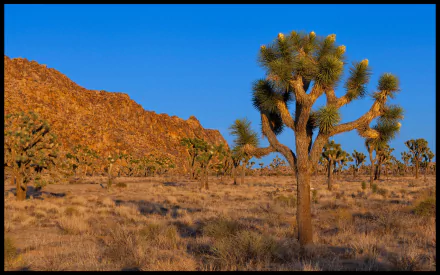 nature Joshua Tree National Park HD Desktop Wallpaper | Background Image