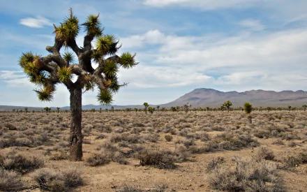 nature Joshua Tree National Park HD Desktop Wallpaper | Background Image