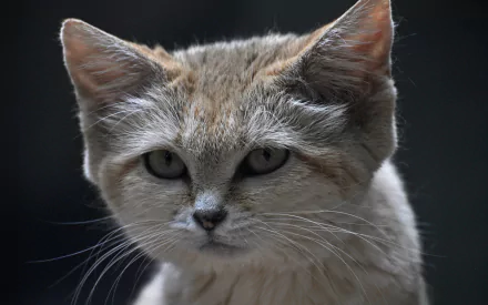 Animal sand cat HD Desktop Wallpaper | Background Image
