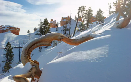 nature twisted tree HD Desktop Wallpaper | Background Image