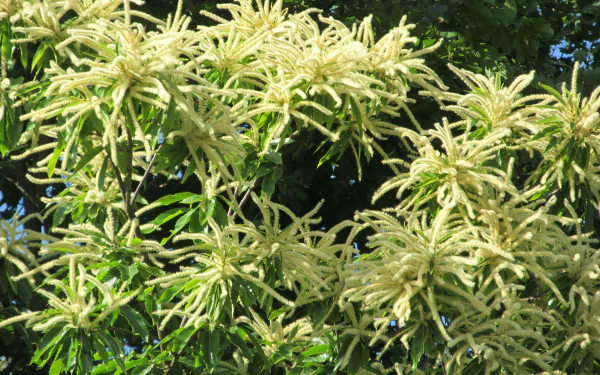 4K Ultra HD PC desktop wallpaper of chestnut blooms in nature: pale yellow spiky catkin clusters amid glossy green leaves.