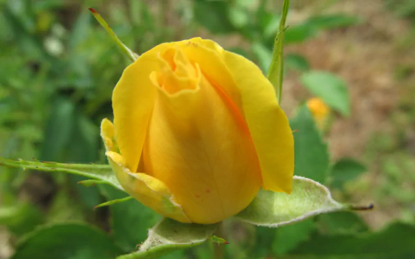 4K Ultra HD PC desktop wallpaper/background: close-up of a yellow rose bud in nature, surrounded by green leaves and soft bokeh.