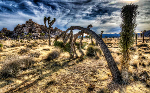 HD desktop wallpaper showcasing the rugged desert landscape and distinctive Joshua trees of Joshua Tree National Park under a dramatic sky.